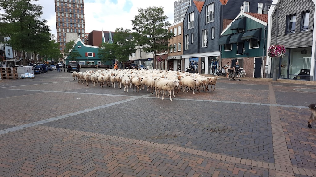 schapen-zaandam-Rinnegom-landschapsbeheer-