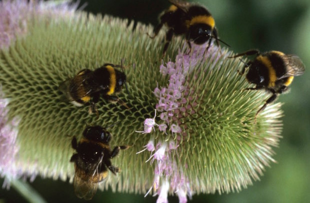 hommels vlinders het twikse oostzaan 17 sept 2024