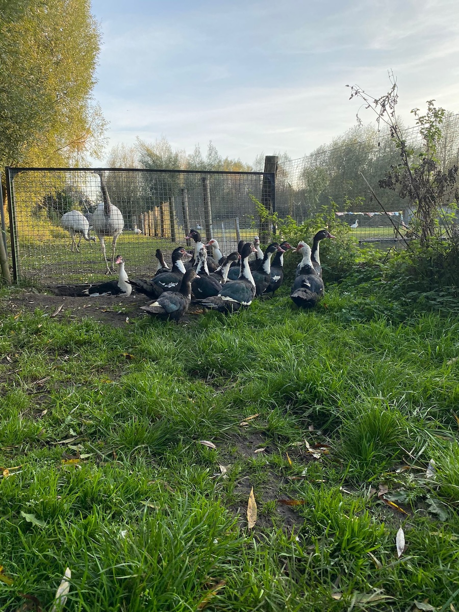 akkas-ganzenparadijs-muskuseenden-oostzaan-2-1