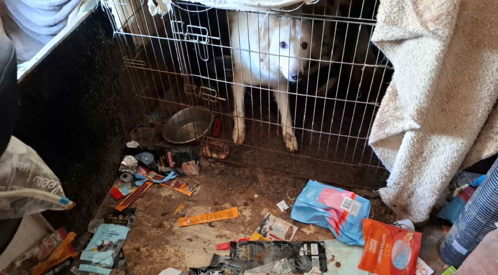 verwaarloosde_hond_LID