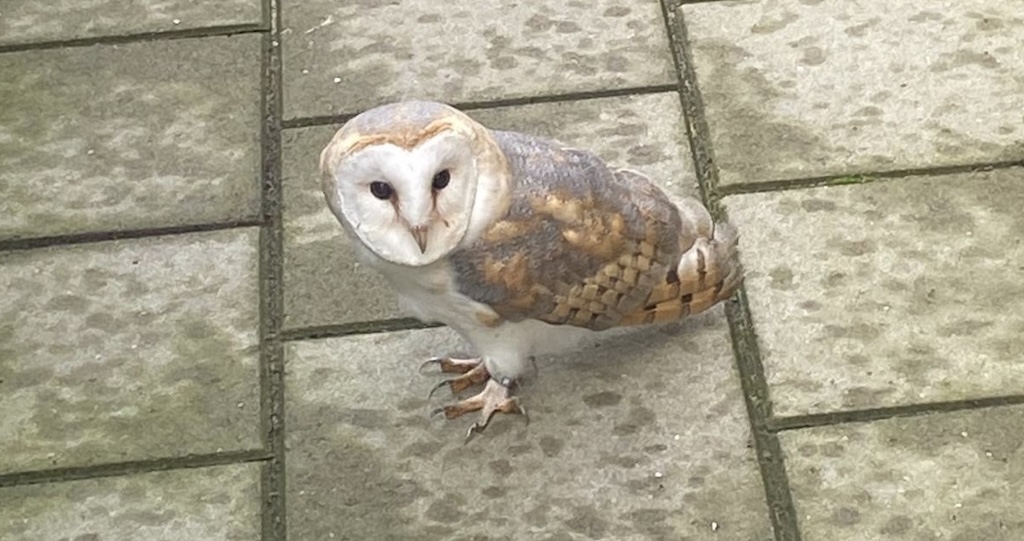 kerkuil-de-wadden-breedweer-26-oktobber-2025-Els-Albers-2